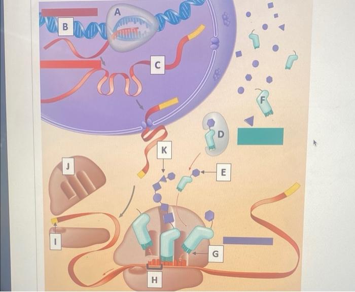 A B Mn S M H The Diagram Above Illustrates The Central Dogma Of Molecular Biology Match Each Of The Letters Below Wit 1