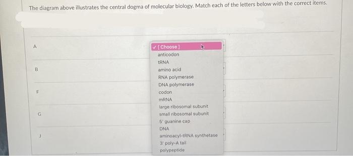 A B Mn S M H The Diagram Above Illustrates The Central Dogma Of Molecular Biology Match Each Of The Letters Below Wit 2