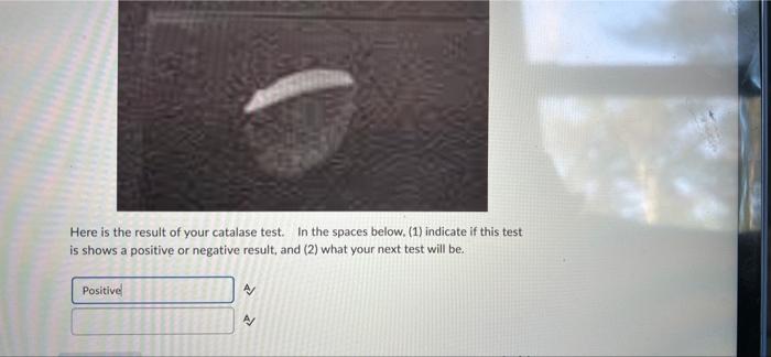 Here Is The Result Of Your Catalase Test In The Spaces Below 1 Indicate If This Test Is Shows A Positive Or Negative 1