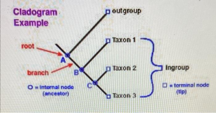 Poutgroup Cladogram Example Taxon 1 Root Taxon 2 Ingroup Branch B C O Internal Node Unceston Terminal Node Tip Taxon 2