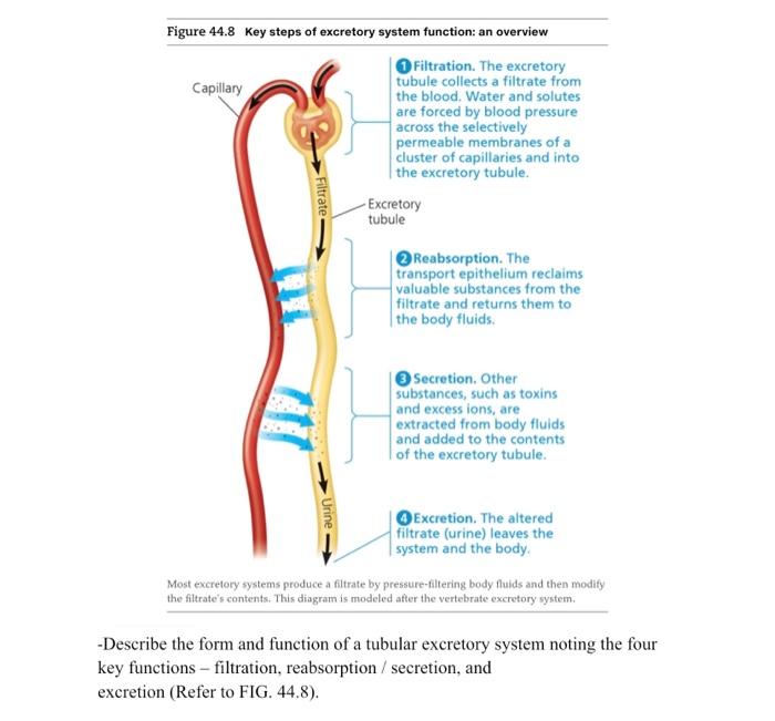 Figure 44 8 Key Steps Of Excretory System Function An Overview Filtration The Excretory Tubule Collects A Filtrate Fro 1