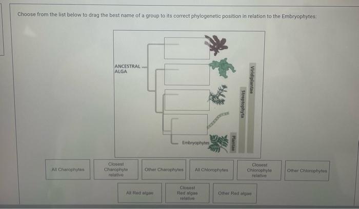 Choose From The List Below To Drag The Best Name Of A Group To Its Correct Phylogenetic Position In Relation To The Embr 1