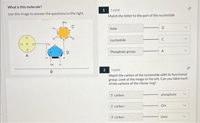 X What Is This Molecule Use This Image To Answer The Questions To The Right 1 1 Point Match The Letter To The Part Of T 1