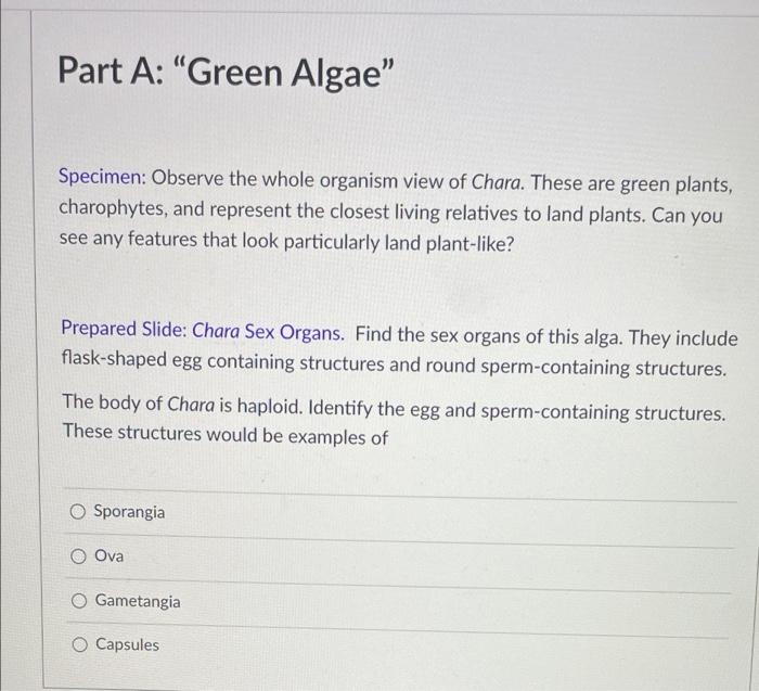 Part A Green Algae Specimen Observe The Whole Organism View Of Chara These Are Green Plants Charophytes And Repre 1