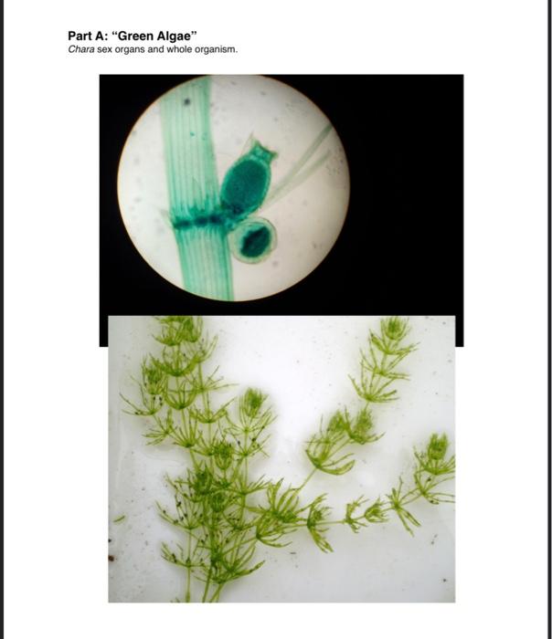 Part A Green Algae Specimen Observe The Whole Organism View Of Chara These Are Green Plants Charophytes And Repre 2