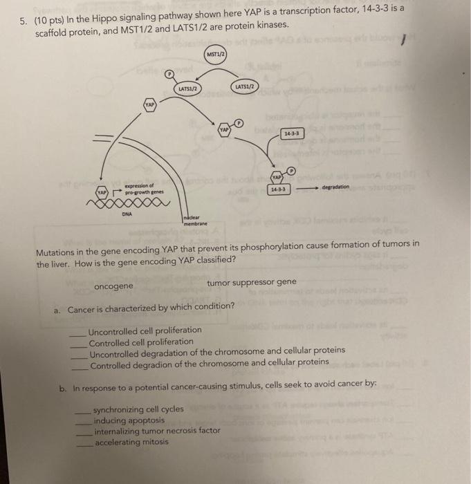 5 10 Pts In The Hippo Signaling Pathway Shown Here Yap Is A Transcription Factor 14 3 3 Is A Scaffold Protein And M 1