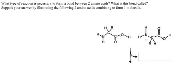 What Type Of Reaction Is Necessary To Form A Bond Between 2 Amino Acids What Is This Bond Called Support Your Answer B 1