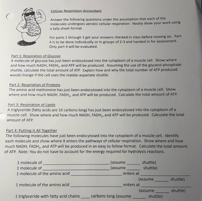 Cellular Respiration Accountant Answer The Following Questions Under The Assumption That Each Of The Molecules Undergoes 1
