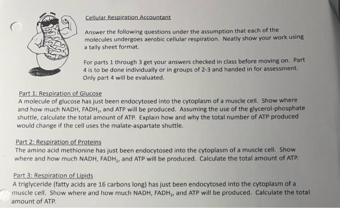 Cellular Respiration Accountant Answer The Following Questions Under The Assumption That Each Of The Molecules Undergoes 1