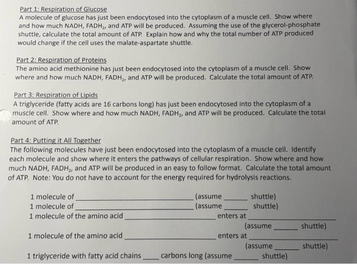 Part 1 Respiration Of Glucose A Molecule Of Glucose Has Just Been Endocytosed Into The Cytoplasm Of A Muscle Cell Show 1