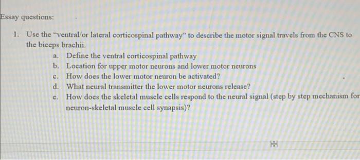 Essay Questions 1 Use The Ventral Or Lateral Corticospinal Pathway To Describe The Motor Signal Travels From The Cns 1