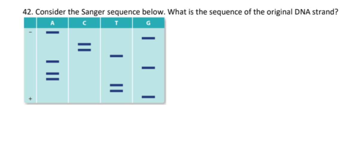 42 Consider The Sanger Sequence Below What Is The Sequence Of The Original Dna Strand Iii 43 Use A Labelle 1