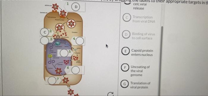 Their Appropriate Targets In Th Cell Viral Release Transcription From Viral Dna Binding Of Virus To Cell Surface 5 Caps 1