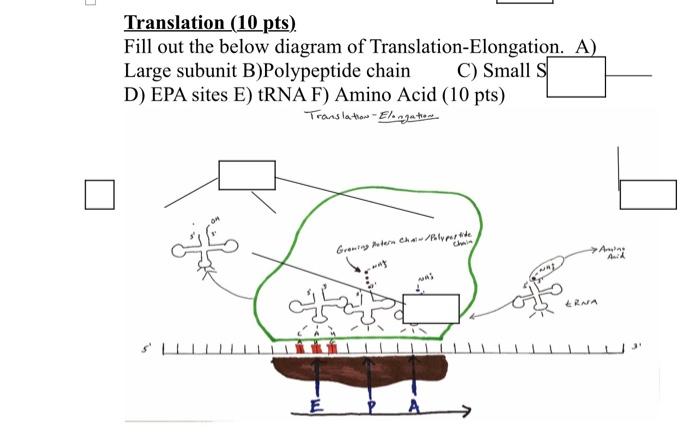Translation 10 Pts Fill Out The Below Diagram Of Translation Elongation A Large Subunit B Polypeptide Chain C Smal 1