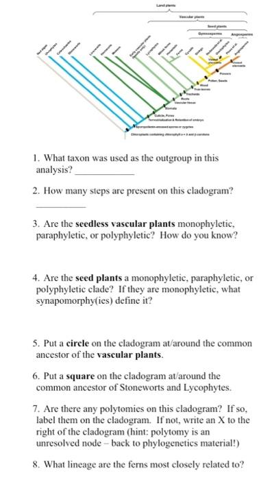 1 What Taxon Was Used As The Outgroup In This Analysis 2 How Many Steps Are Present On This Cladogram 3 Are The See 1