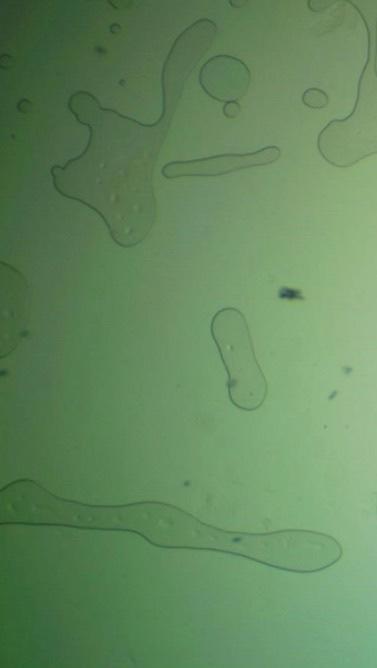 Also Ars The Cell Membrane Visible 1