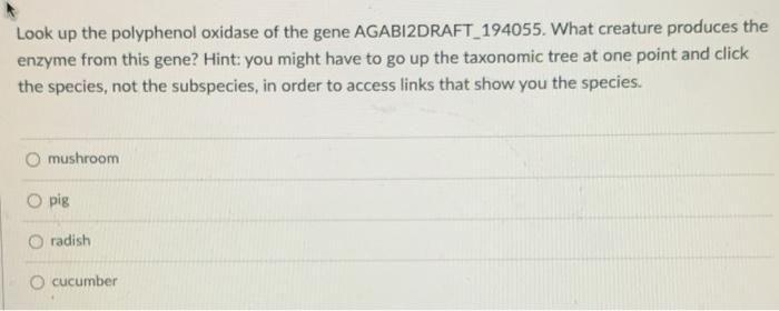 Look Up The Polyphenol Oxidase Of The Gene Agabizdraft 194055 What Creature Produces The Enzyme From This Gene Hint Y 1