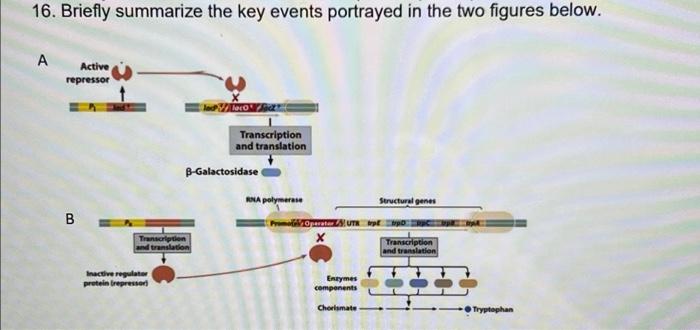 16 Briefly Summarize The Key Events Portrayed In The Two Figures Below A Active Repressor Hero Transcription And Trans 1