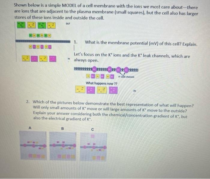 Shown Below Is A Simple Model Of A Cell Membrane With The Ions We Most Care About There Are Ions That Are Adjacent To Th 1