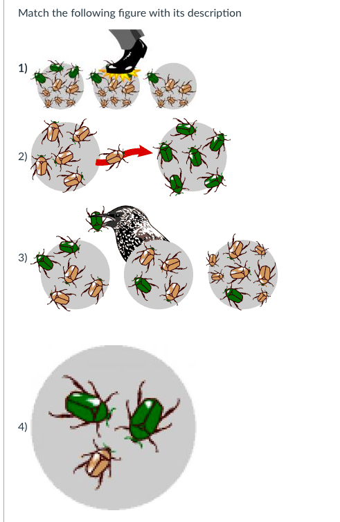 Match The Following Figure With Its Description 1 2 3 4 1 2 Choose Macroevolution Genetic Drift Mutation Natural 1