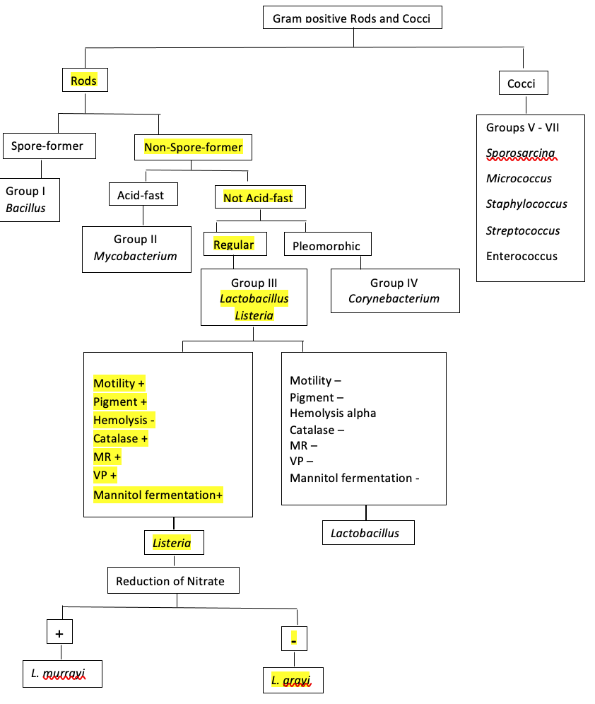 Gram Endosp Red Of Bacteria Shape Capsules Motility 02 Req Pigment Prod Of H2s Indole Mr Vp Citrate Urease Ferm Of G 2
