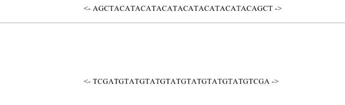 Reason Number Of Repetitions Base Pairs Bp 1