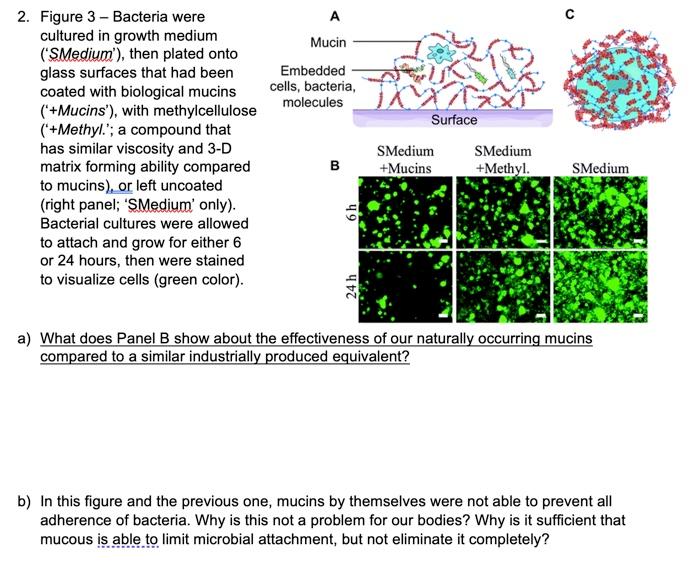 A Mucin Embedded Cells Bacteria Molecules Surface 2 Figure 3 Bacteria Were Cultured In Growth Medium Smedium Th 1