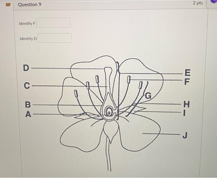 Question 6 1 Pts What Is The Stringy Main Body Of The Fungus Called Fruiting Body Hyphae Plasmogamy Lamellae Question 3