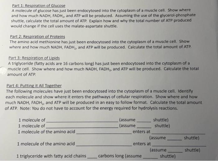 Part 1 Respiration Of Glucose A Molecule Of Glucose Has Just Been Endocytosed Into The Cytoplasm Of A Muscle Cell Show 1