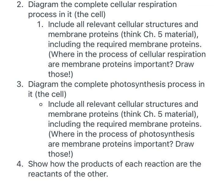 2 Diagram The Complete Cellular Respiration Process In It The Cell 1 Include All Relevant Cellular Structures And Me 1