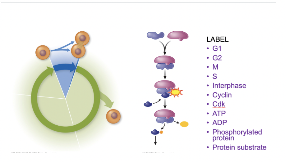 Label G1 G2 M S Interphase Cyclin Cdk Atp Adp Phosphorylated Protein Protein Substrate 1