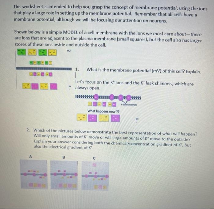 This Worksheet Is Intended To Help You Grasp The Concept Of Membrane Potential Using The Ions That Play A Large Role In 2