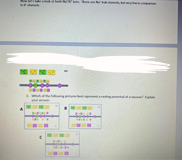 This Worksheet Is Intended To Help You Grasp The Concept Of Membrane Potential Using The Ions That Play A Large Role In 3
