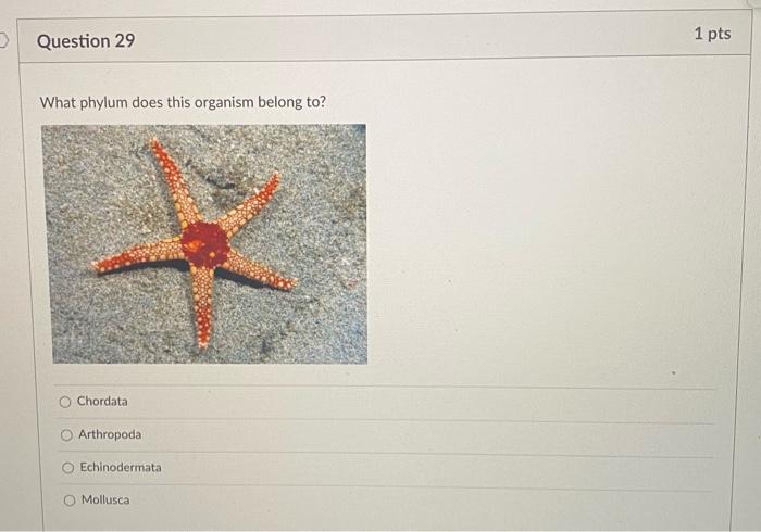 Question 29 1 Pts What Phylum Does This Organism Belong To Chordata Arthropoda Echinodermata Mollusca D Question 31 2 1