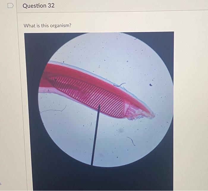 1 Pts D Question 35 What Is The Function Of This Structure Or Where This Structure Used To Be Edit View Insert Format 2