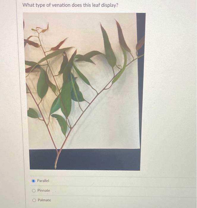 What Type Of Venation Does This Leaf Display Parallel O Pinnate O Palmate Parallel Pinnate Palmate Question 11 1 Pts 1