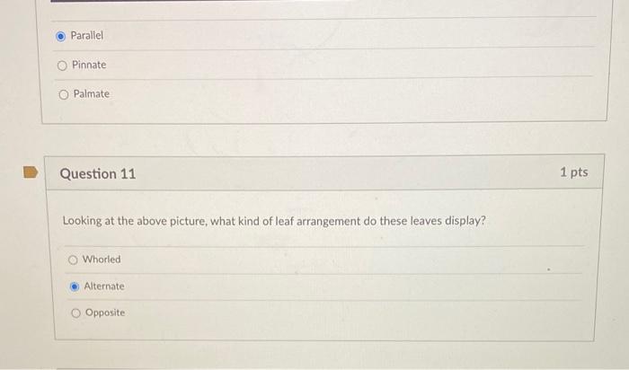 What Type Of Venation Does This Leaf Display Parallel O Pinnate O Palmate Parallel Pinnate Palmate Question 11 1 Pts 2