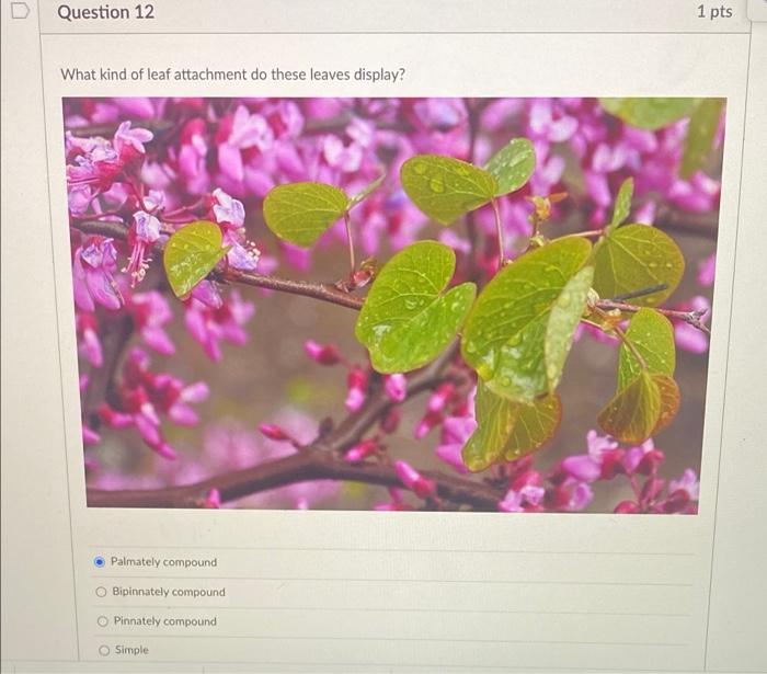 What Type Of Venation Does This Leaf Display Parallel O Pinnate O Palmate Parallel Pinnate Palmate Question 11 1 Pts 3