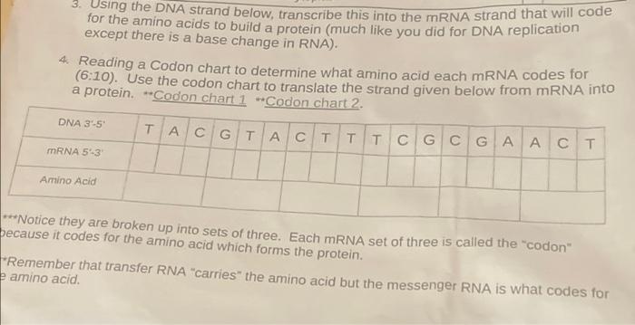 3 Using The Dna Strand Below Transcribe This Into The Mrna Strand That Will Code For The Amino Acids To Build A Protei 1