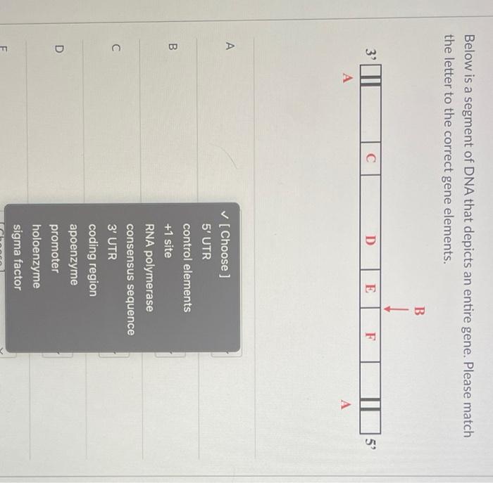 Below Is A Segment Of Dna That Depicts An Entire Gene Please Match The Letter To The Correct Gene Elements B 1 3 Iii T 1