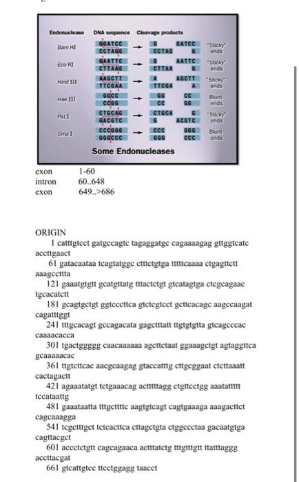 1 Delete The Exons Using A Cloning Vector A 56 Base Pair Origin Of Replication And Of Replication Of 56 Base Pairs An 1
