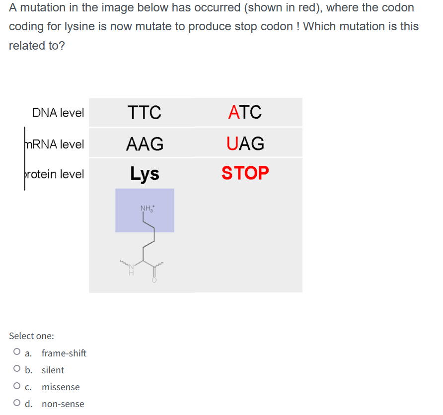 A Mutation In The Image Below Has Occurred Shown In Red Where The Codon Coding For Lysine Is Now Mutate To Produce St 1