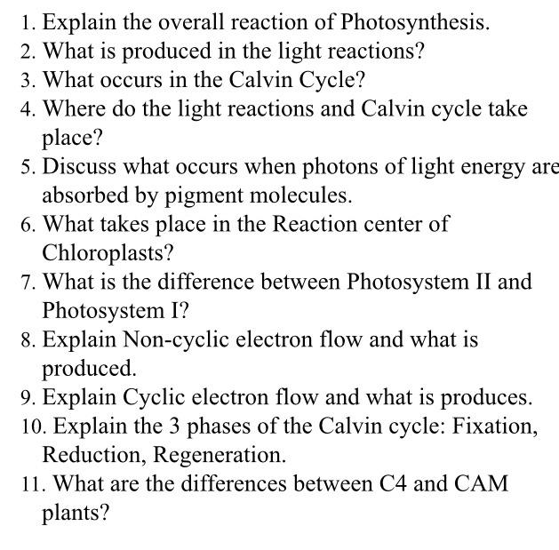 1 Explain The Overall Reaction Of Photosynthesis 2 What Is Produced In The Light Reactions 3 What Occurs In The Cal 1