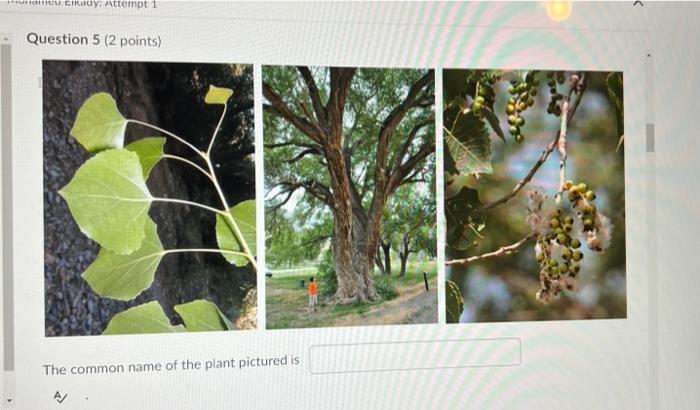 Cu Circ Attempt 1 Question 5 2 Points The Common Name Of The Plant Pictured Is A N Healatunga The Common Name Of 1