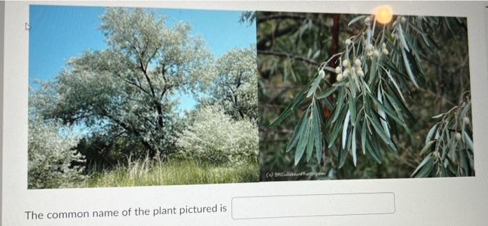 Cu Circ Attempt 1 Question 5 2 Points The Common Name Of The Plant Pictured Is A N Healatunga The Common Name Of 2
