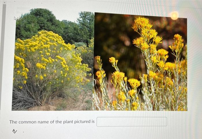 The Common Name Of The Plant Pictured Is A Question 8 2 Points The Common Name Of The Plant Pictured Is 1