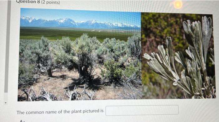 The Common Name Of The Plant Pictured Is A Question 8 2 Points The Common Name Of The Plant Pictured Is 2