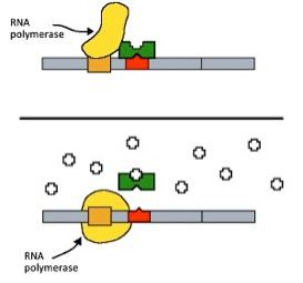 Rna Polymerase Rna Polymerase 1