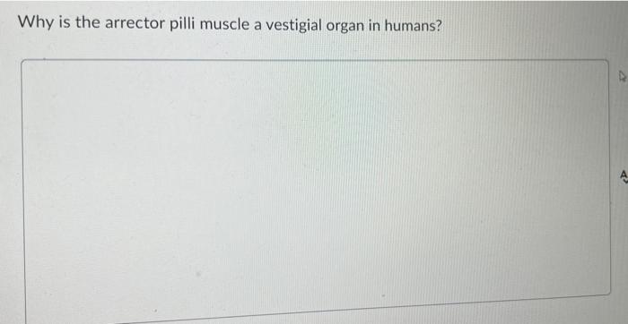 Why Is The Arrector Pilli Muscle A Vestigial Organ In Humans Hair Is Composed Of Tightly Packed Dead A 1