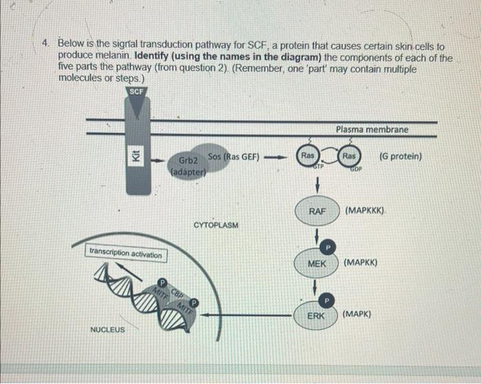 4 Below Is The Signal Transduction Pathway For Scf A Protein That Causes Certain Skin Cells To Produce Melanin Identi 1